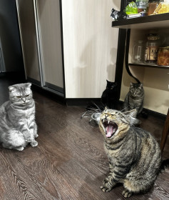 Матрос, Кузя, Шампунь, Шэри из Благовещенска