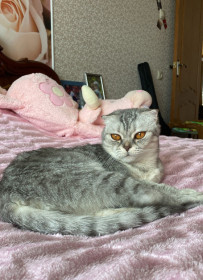 Сендичка из Благовещенска