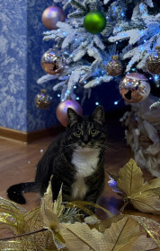 Добби из Усть-Ивановки