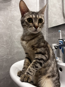 Томас из Благовещенска