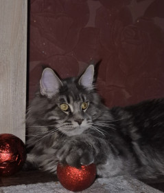 Брюс, г. Тында