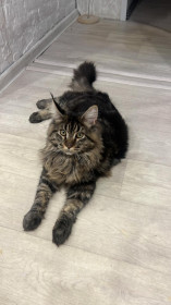 Мурзик из Благовещенска