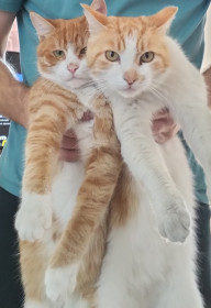 Два друга Коржик и Пряник из Благовещенска