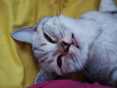 Арчибальд из Благовещенска