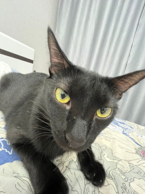 Григорий из Благовещенска