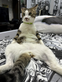 Люцик из Февральска