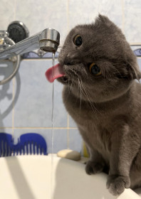 Том из г. Благовещенска