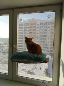 Симба из Благовещенска