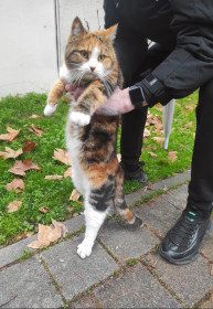 Уличная кошечка из Сочи