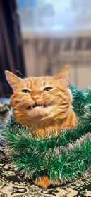 Персик из Благовещенска