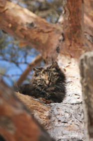 Марта из Михайловки