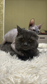 Марсель и Милка из Благовещенска