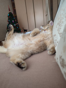 Бусинка, г. Благовещенск