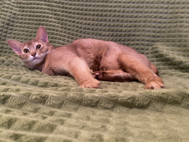 Марс из Райчихинска