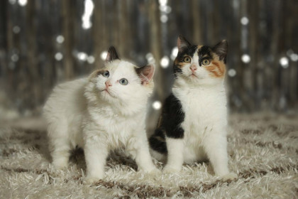 Белка и Тигра из Михайловки