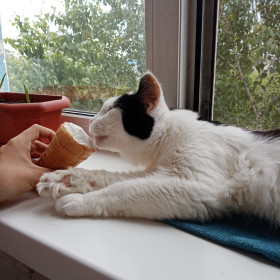 Мурсик из Благовещенска