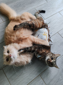 Моя полосатая кошечка Ася из Блгаговещенска