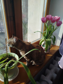 Кошка Даша из Благовещенска