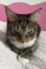 Мося из Благовещенска