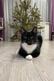 Мяу-мяу из Благовещенска