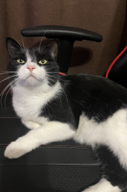 Моня — царица из Благовещенска