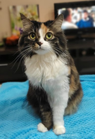 Китнесс Эвердин из Благовещенска