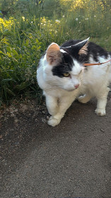 Мурсик из Благовещенска