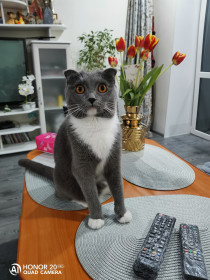 Мура, Мурашка из Благовещенска