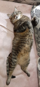 Кекс из г. Благовещенск