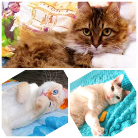 Буся, Беляш и Мила из Тынды