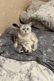 Саймон из Благовещенска