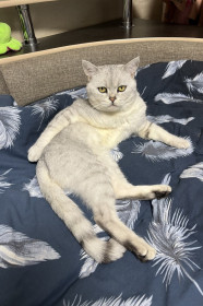 Саймон — хозяин-барин из г. Благовещенска