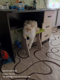 Кот Фунтик из Тынды