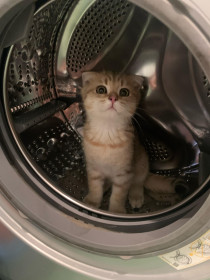 Коржик из Благовещенска