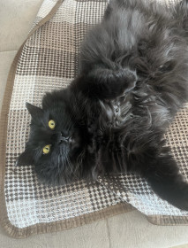 Симона из Райчихинска