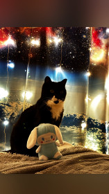 Котик Семен из Благовещенска