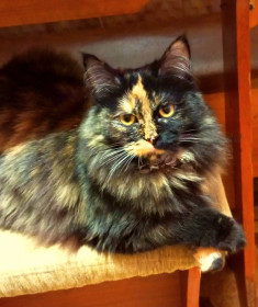 Кошка Мышка из Тынды