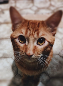 Кот Василий из города Сковородино