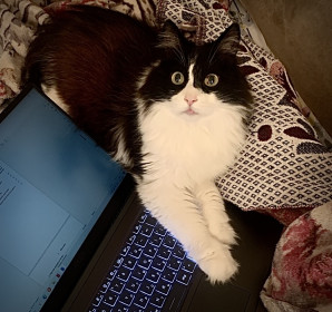 Асус из Белогорска