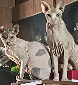 Шони и Леня — мои парни из Белогорска