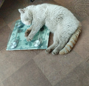 Кот Шарик,  Поярково