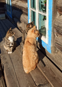 Нюша, Люся, Рыжик из Тыгды