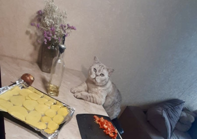 Кот Ричард из Благовещенска