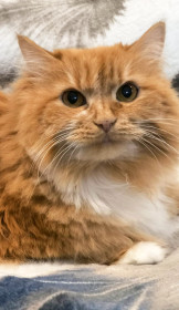 Кассандра из Благовещенска