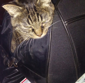 Чуча из Благовещенска