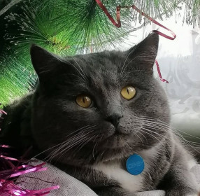 Кот Семен из Экимчана Селемджинского района