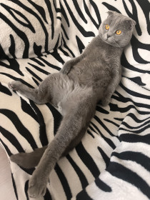 Кот Тихон из Благовещенска