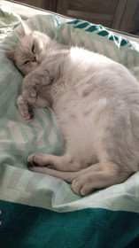 Тимоша из г. Благовещенска