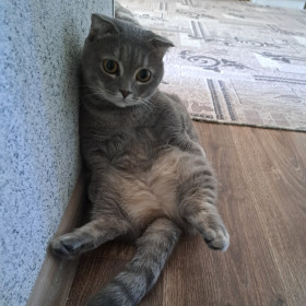 Кот Марсель из г. Свободного