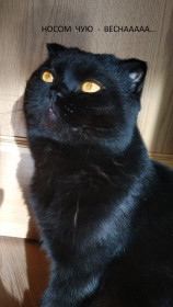 Большой Сэм из Благовещенска